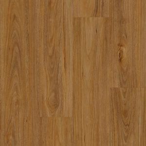 Qld Spotted Gum